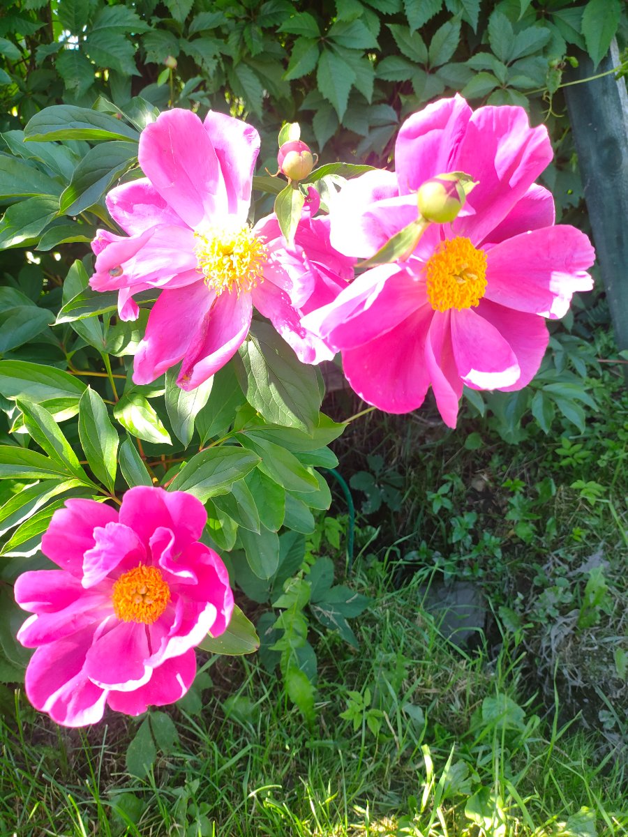 IMG20260622133144.jpg