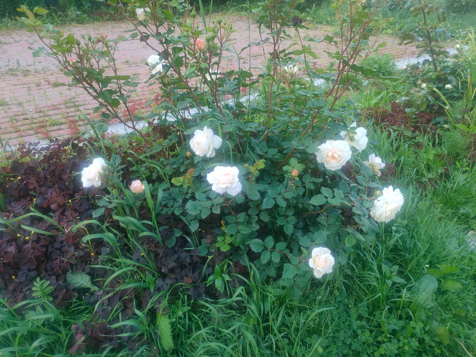 IMG20260629175811.jpg