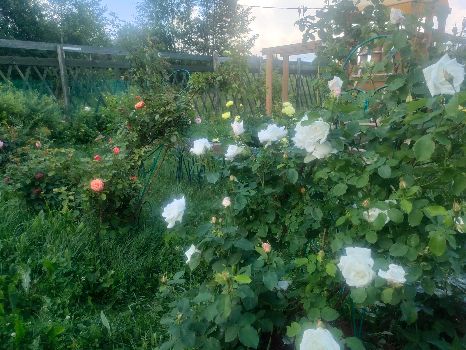 IMG20260629175833.jpg