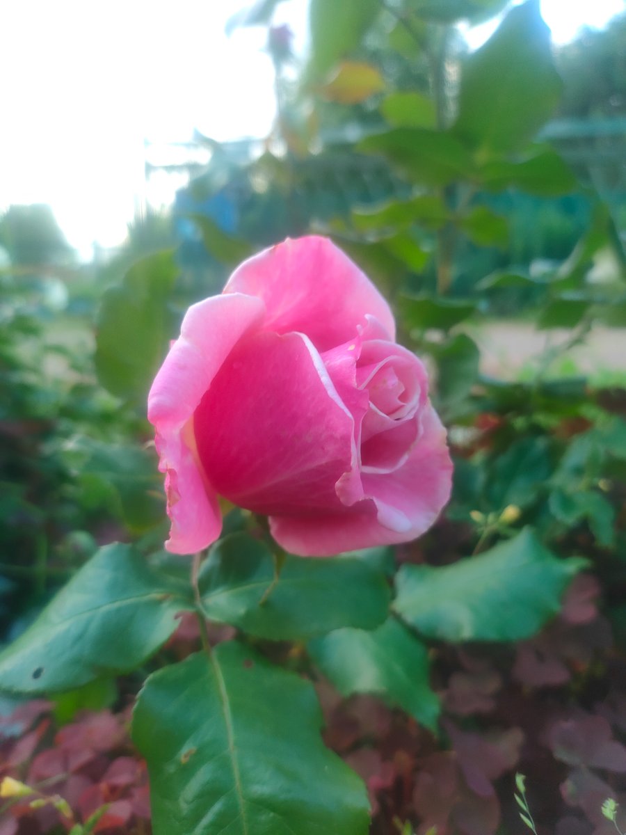 IMG20260629175943.jpg
