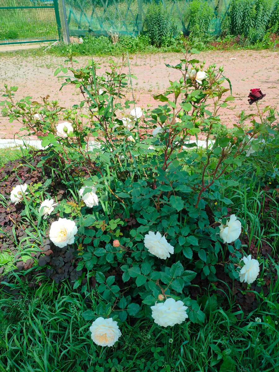 IMG20260701111914.jpg