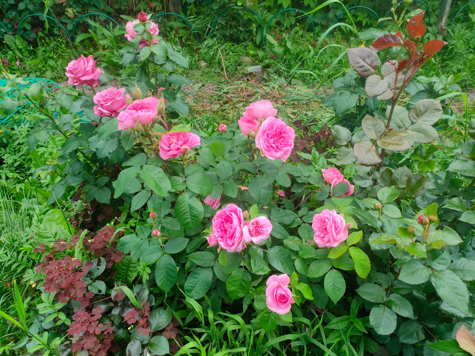 IMG20260704183542.jpg
