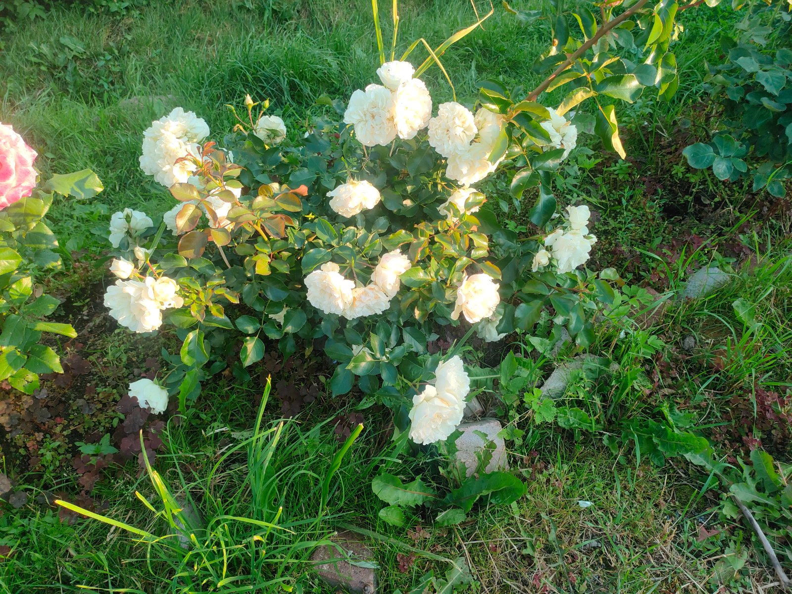 IMG20260712200306.jpg