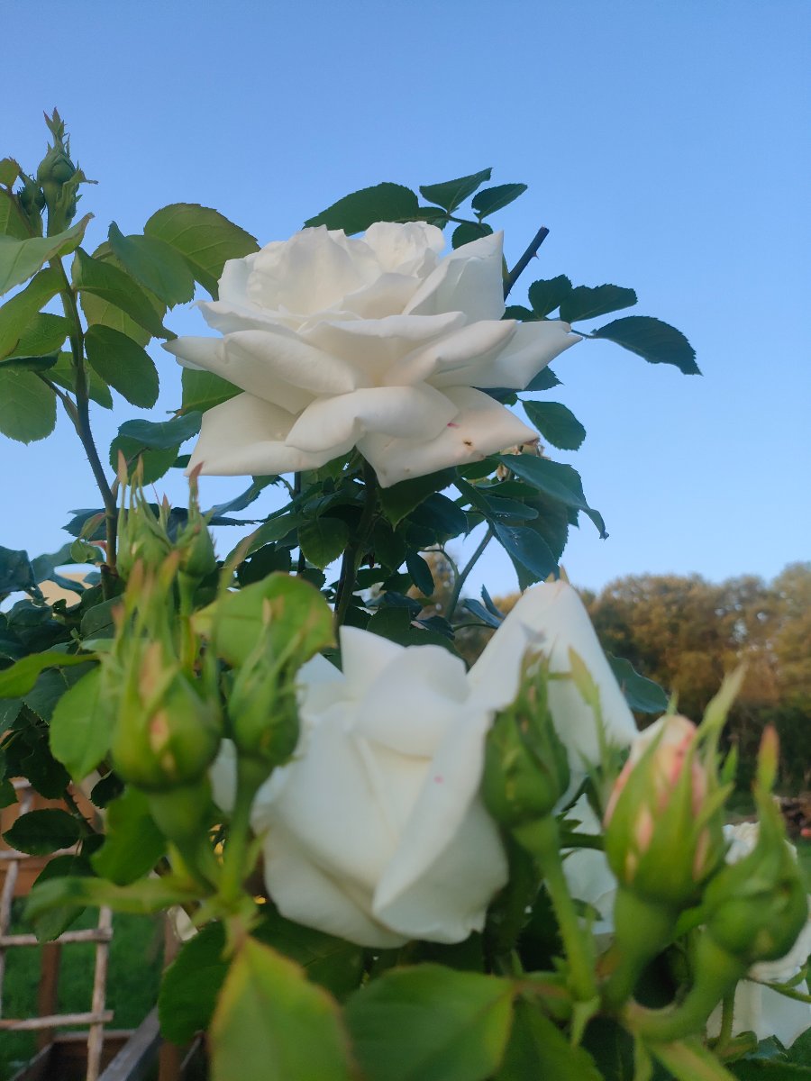 IMG20260714211127.jpg