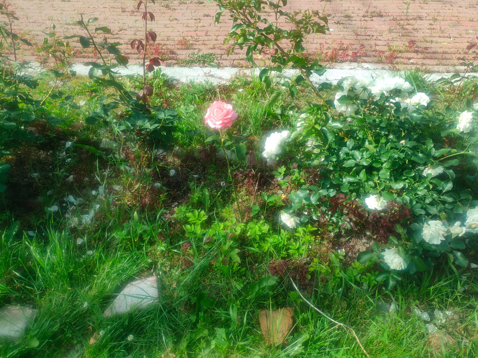 IMG20260715164443.jpg
