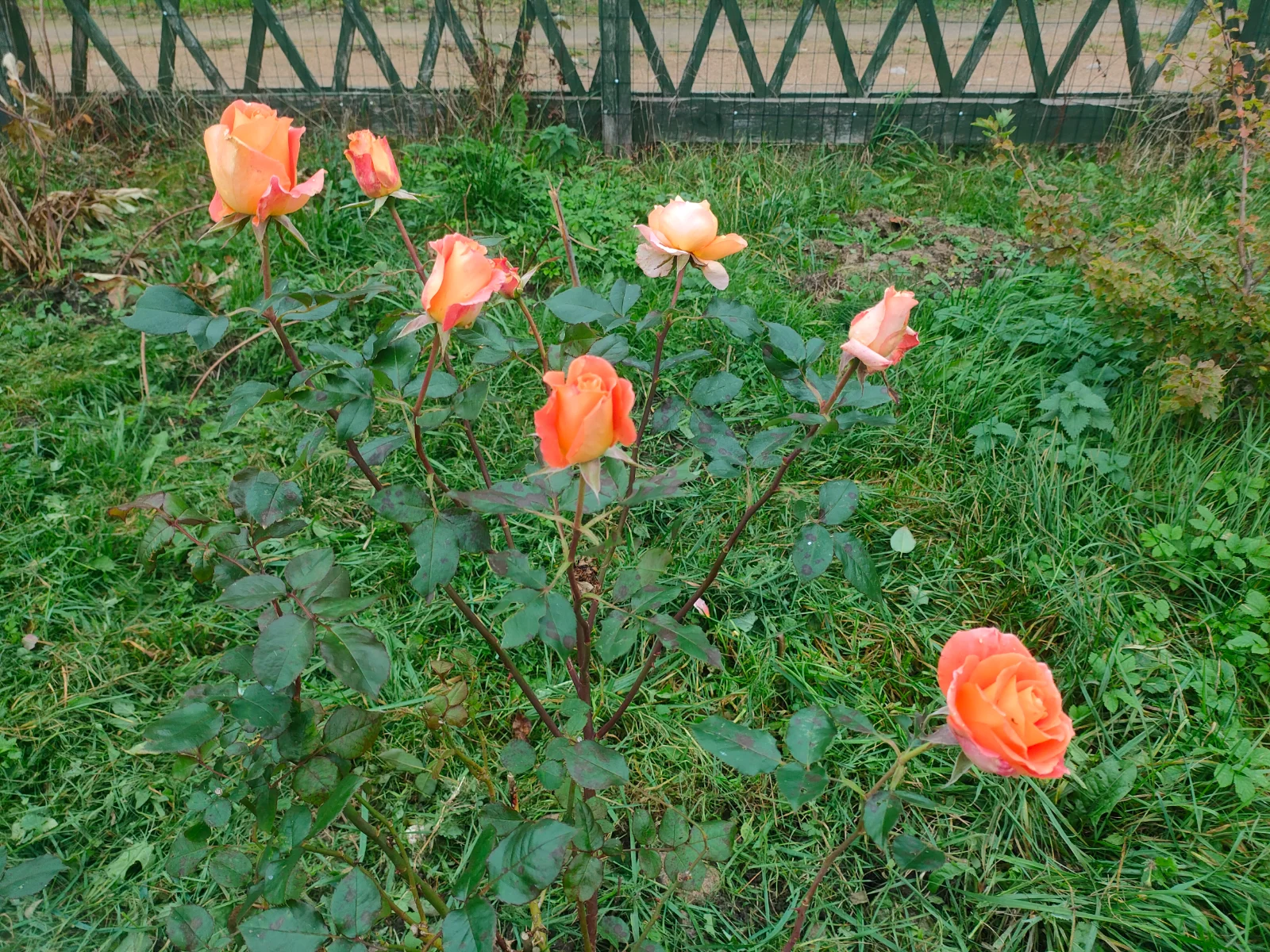 IMG20261009114901.webp