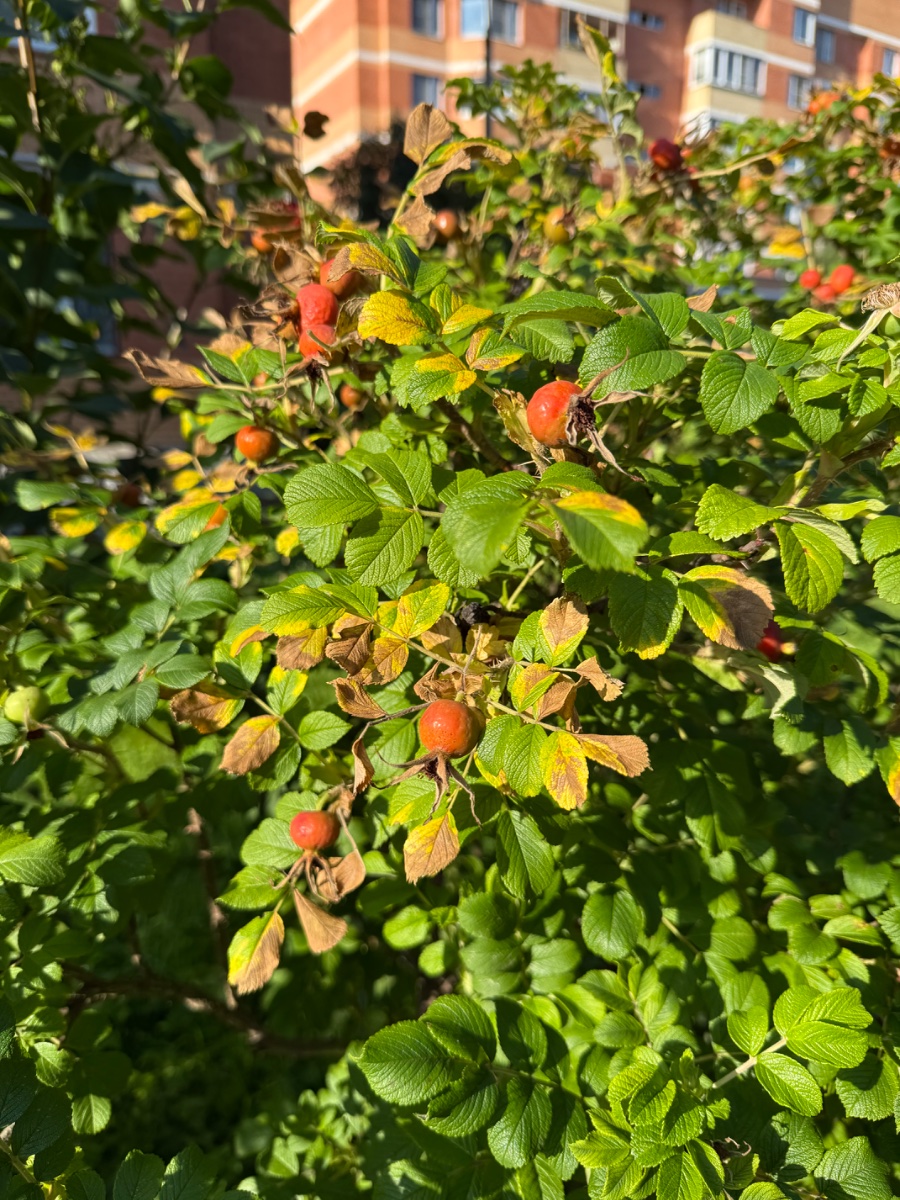 IMG_0014.jpeg