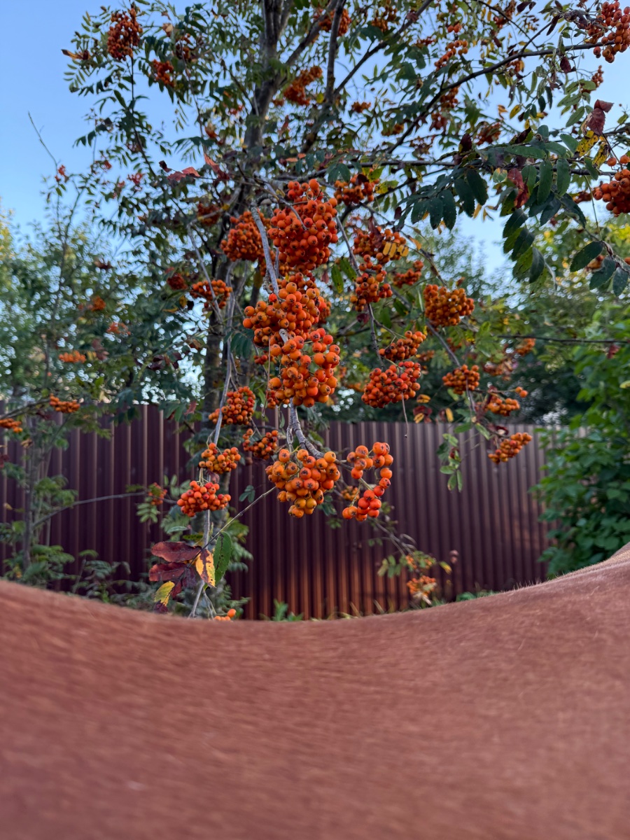 IMG_0135.jpeg