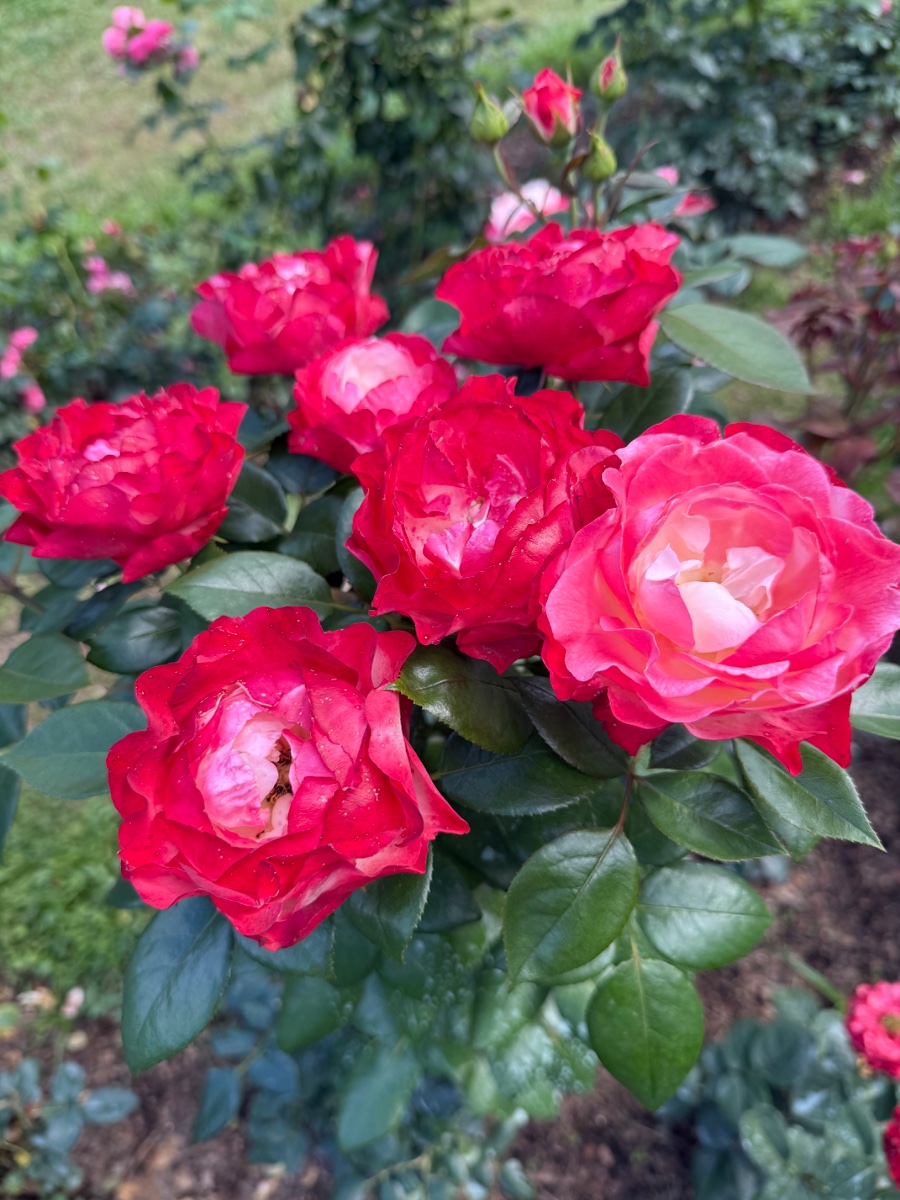 IMG_0154.jpeg