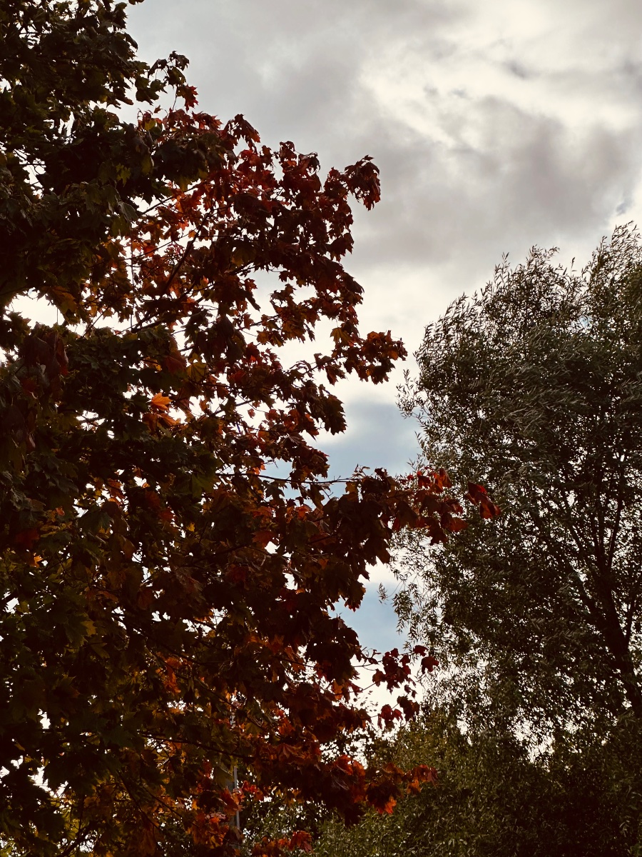 IMG_0185.jpeg