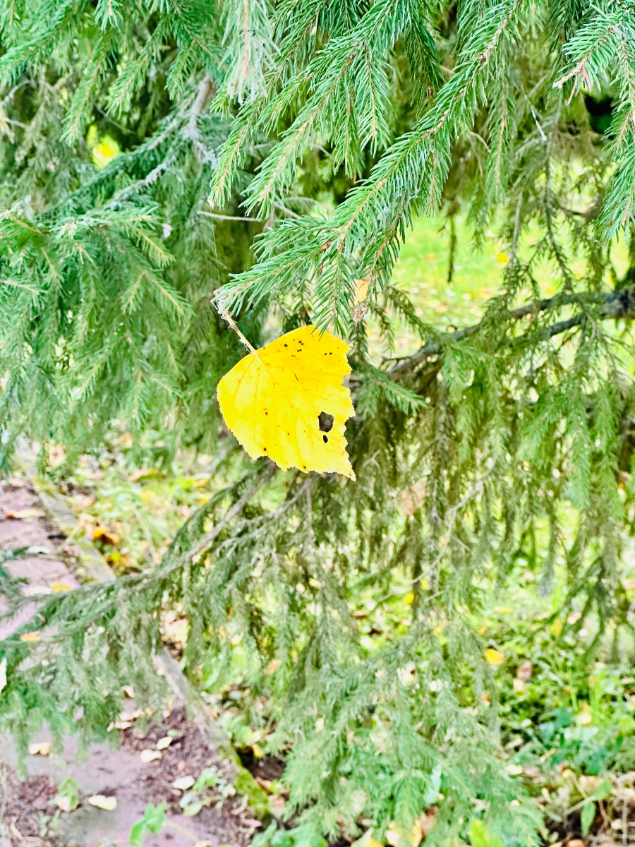 IMG_0188.jpeg