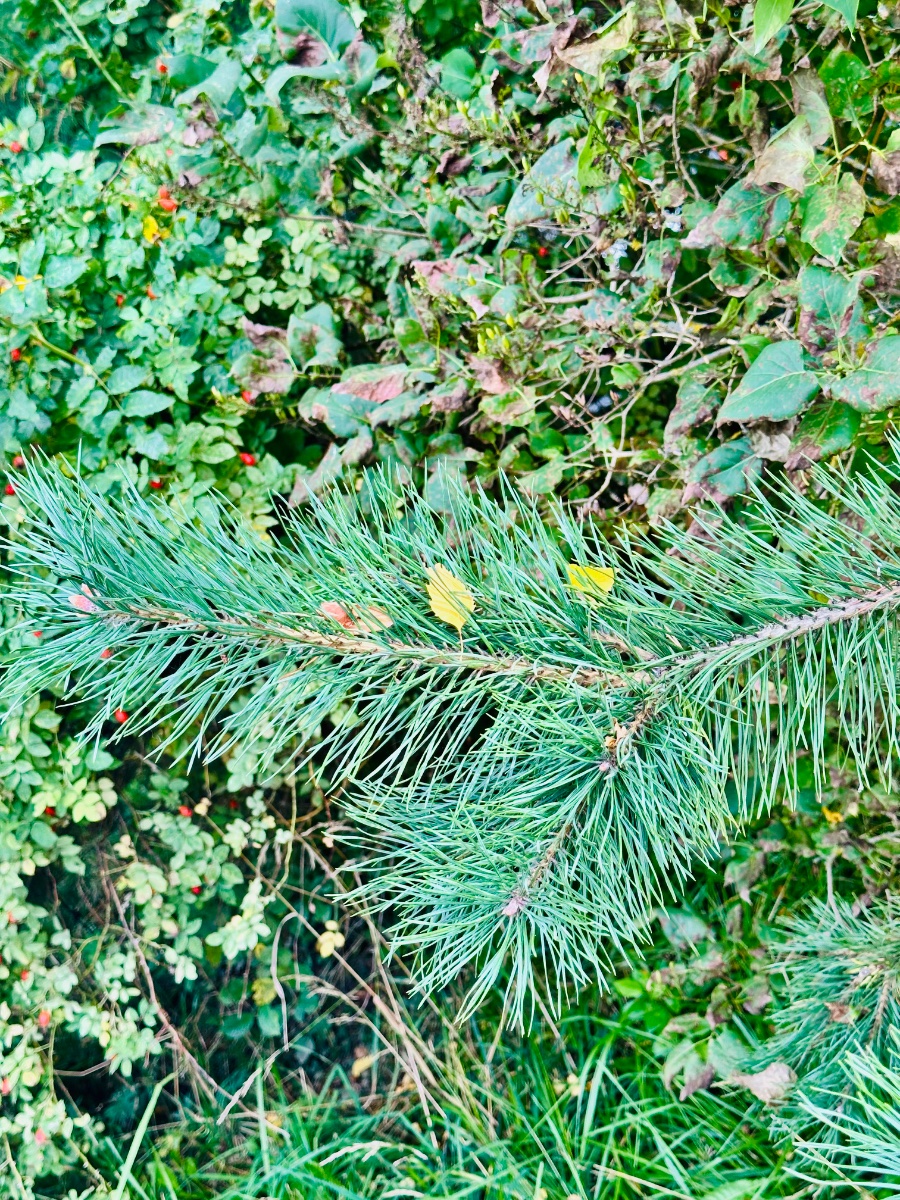 IMG_0194.jpeg