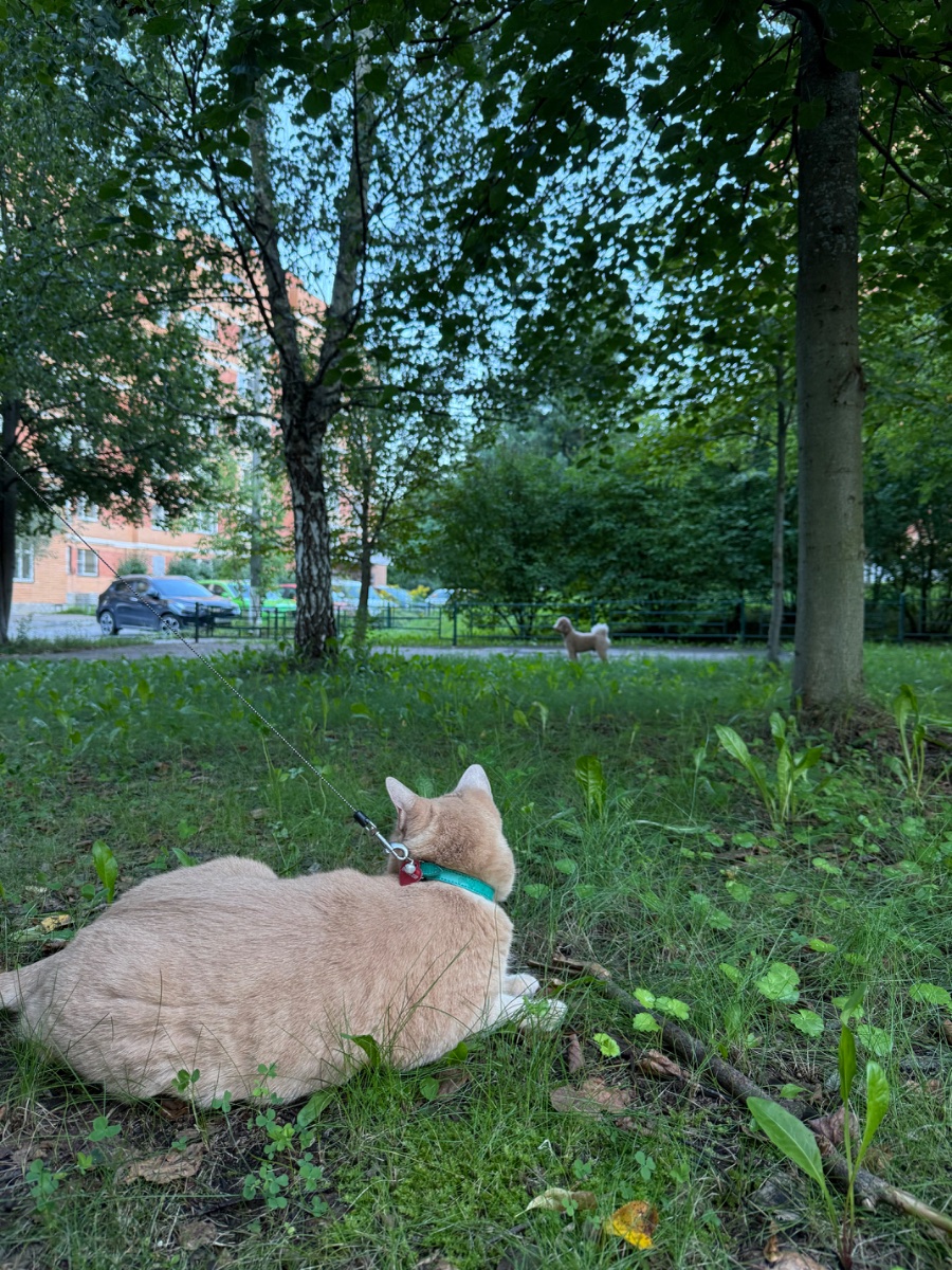 IMG_0201.jpeg