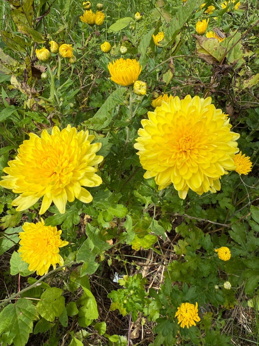 IMG_0568.jpeg