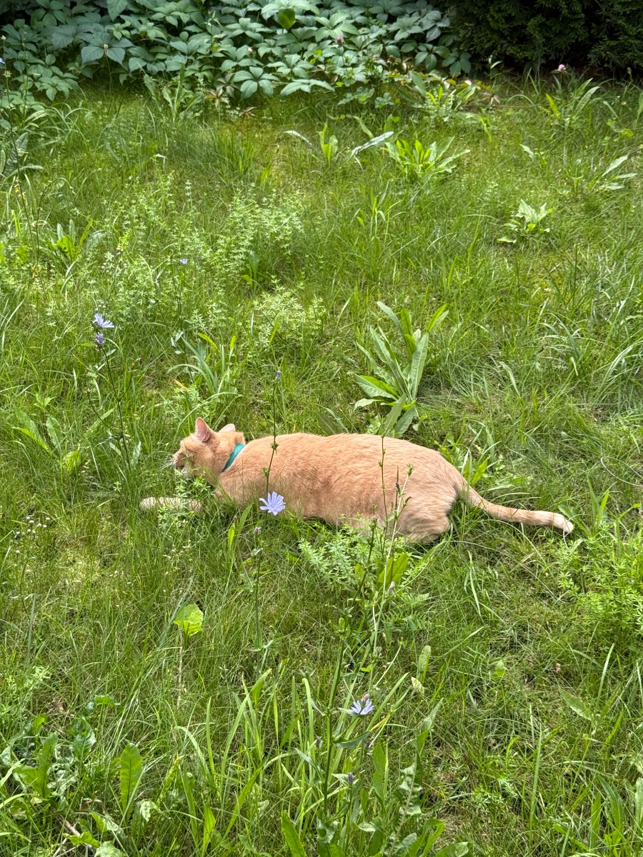 IMG_0576.jpeg