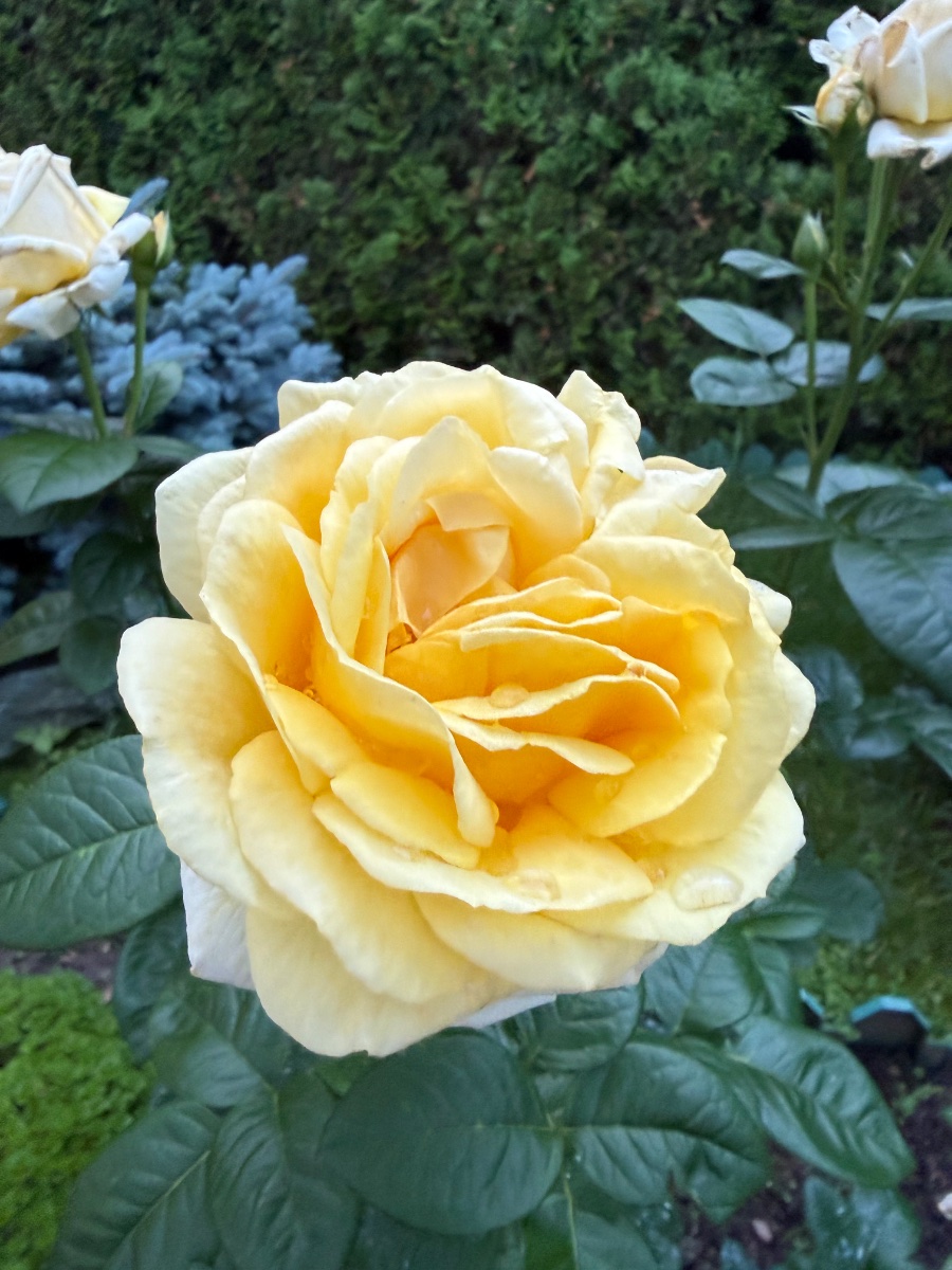 IMG_0939.jpeg