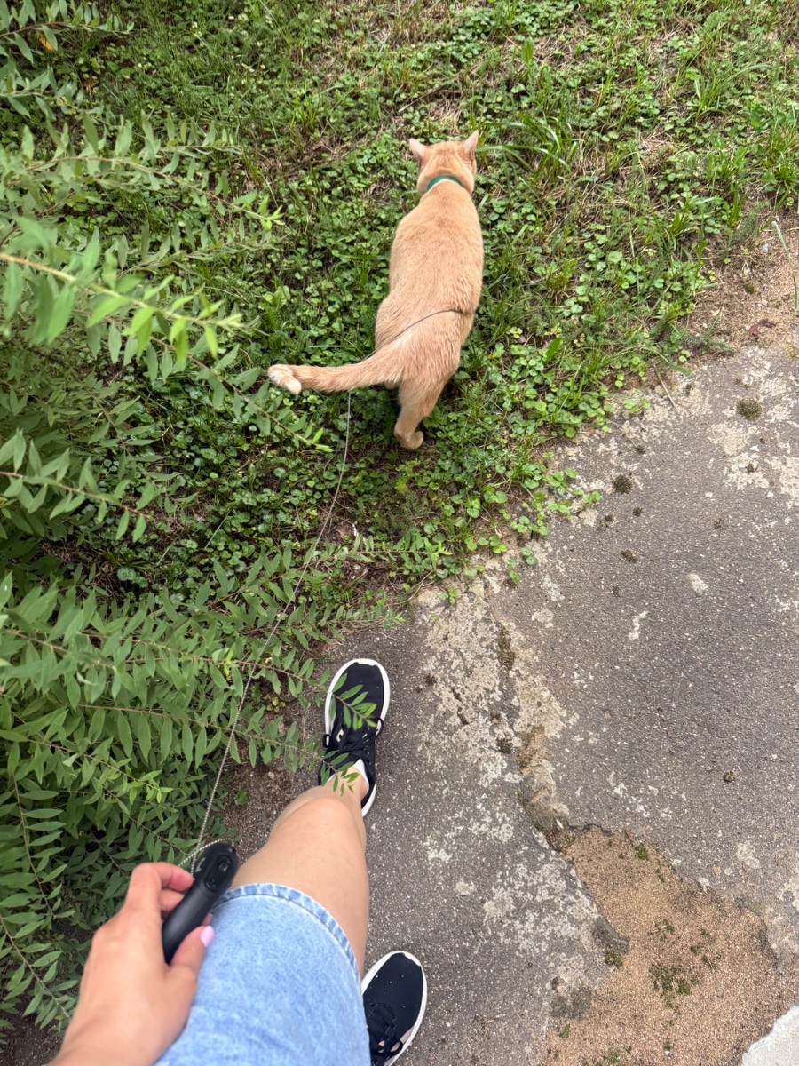 IMG_0952.jpeg