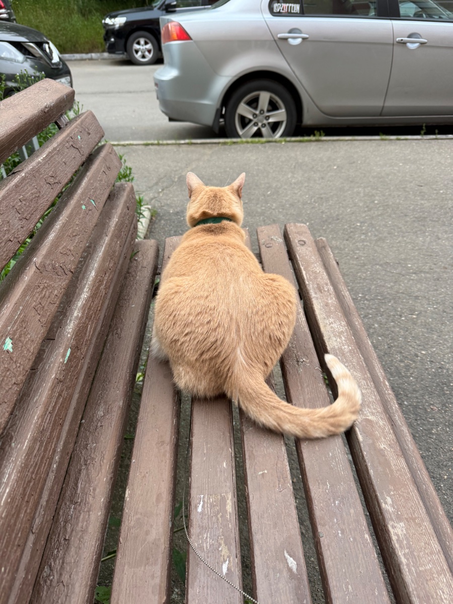 IMG_0953.jpeg