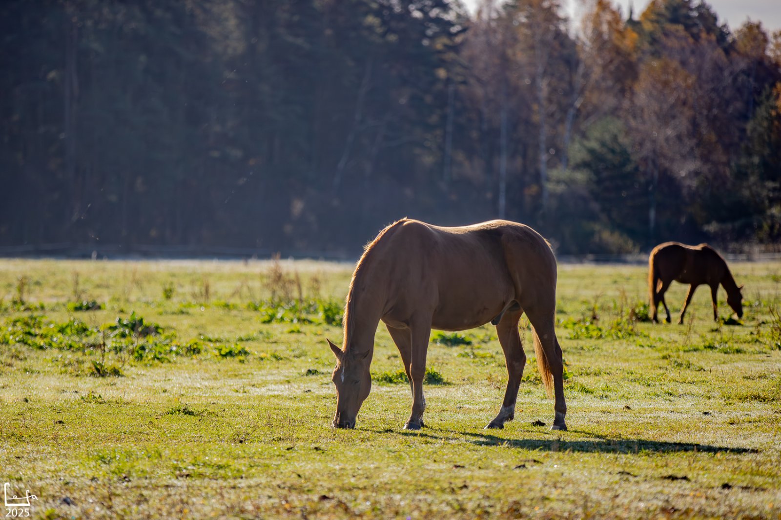 IMG_0953-Улучшено-Ум. шума.jpg