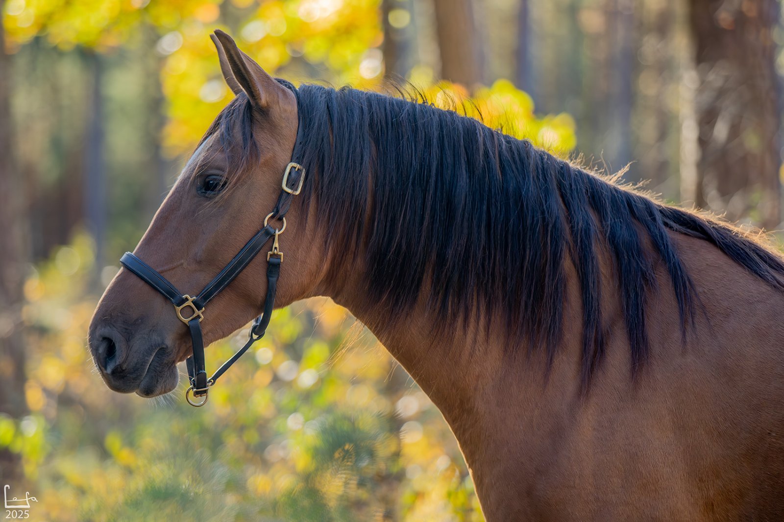 IMG_1092-Улучшено-Ум. шума.jpg