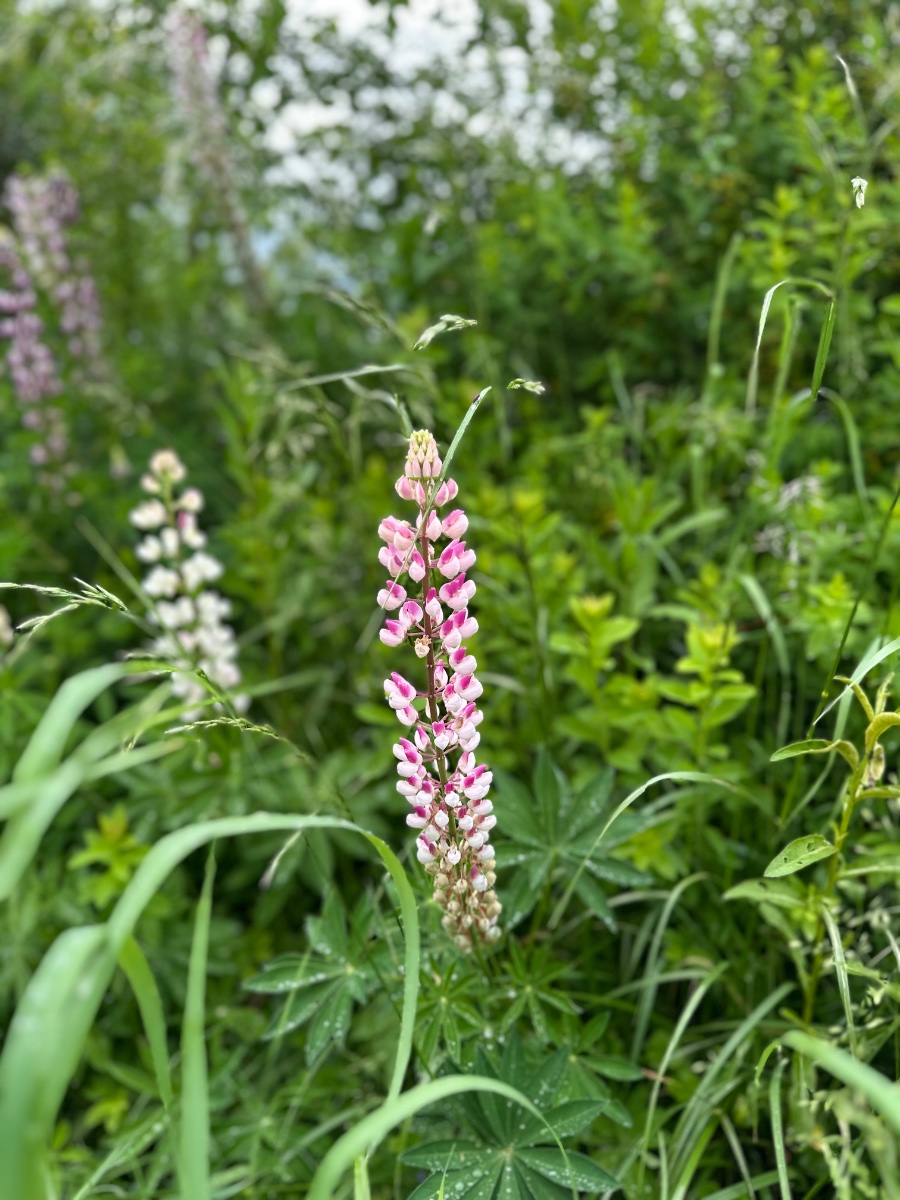 IMG_1128.jpeg