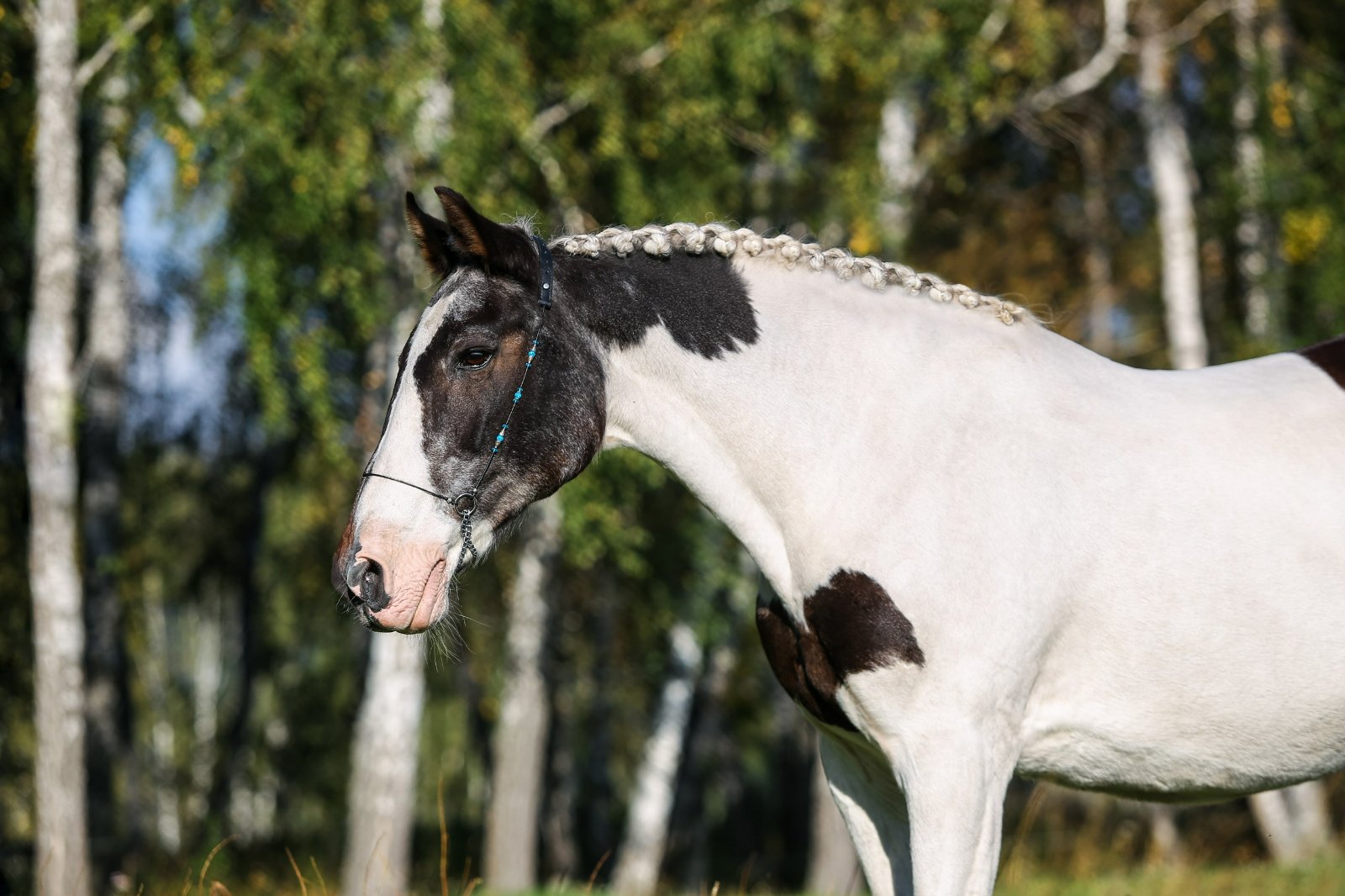 IMG_1134 копия_resized.jpg