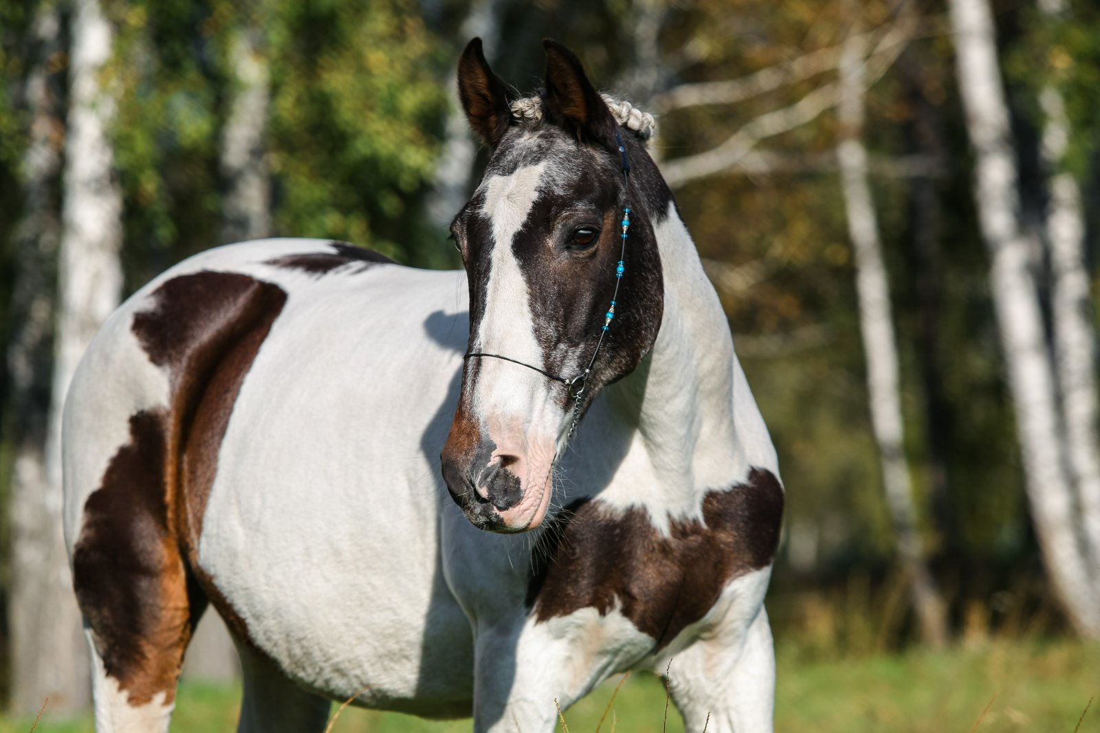 IMG_1262 копия_resized.jpg