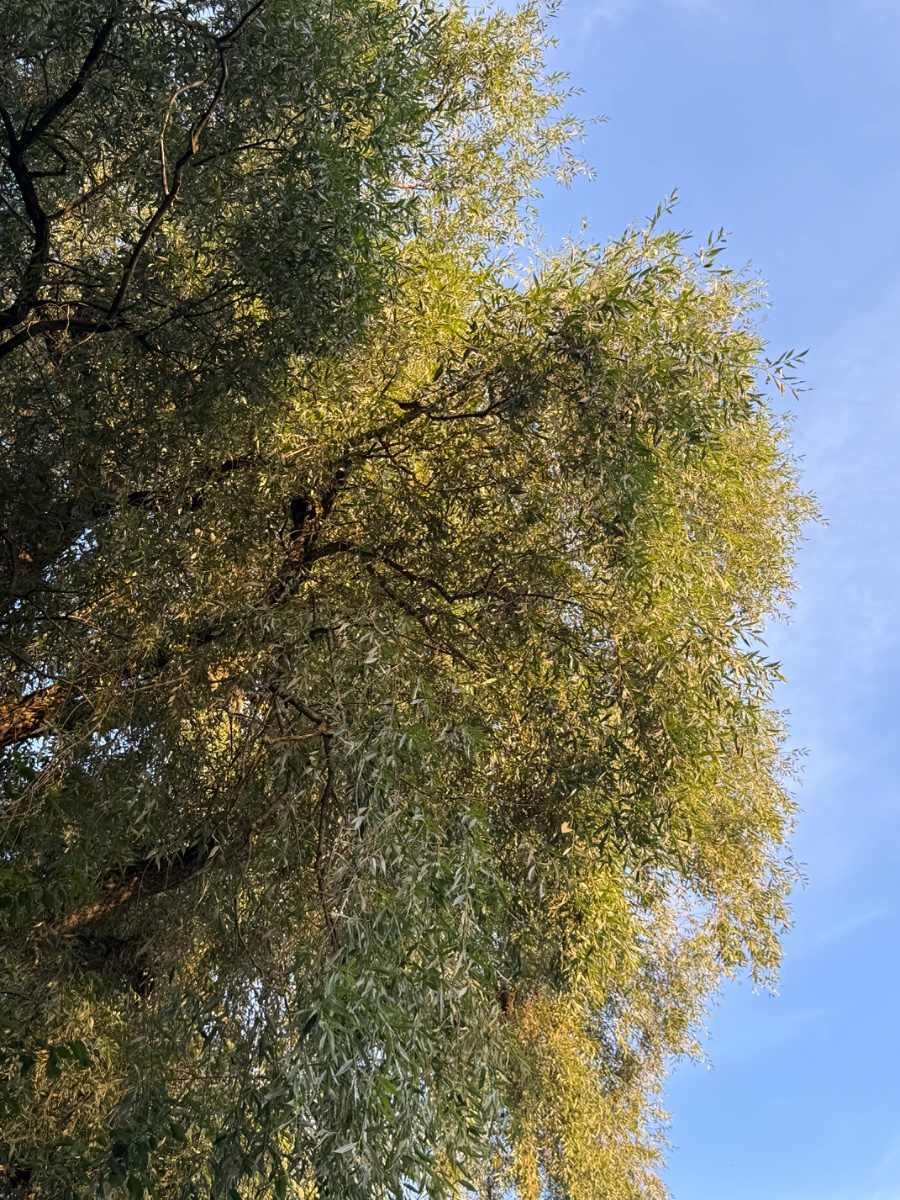 IMG_1338.jpeg