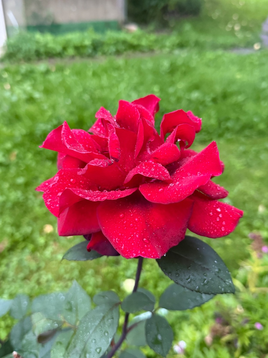 IMG_1480.jpeg