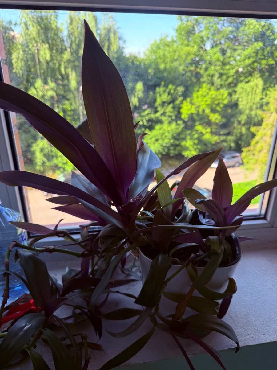 IMG_1500.jpeg