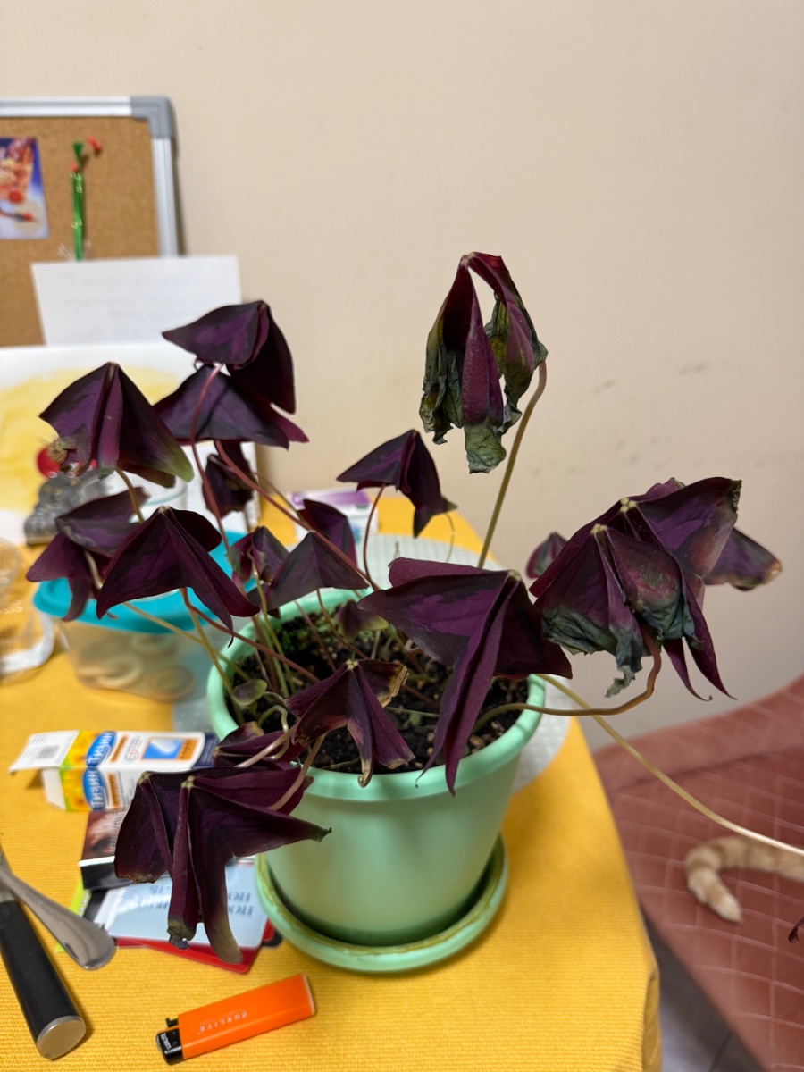 IMG_1646.jpeg
