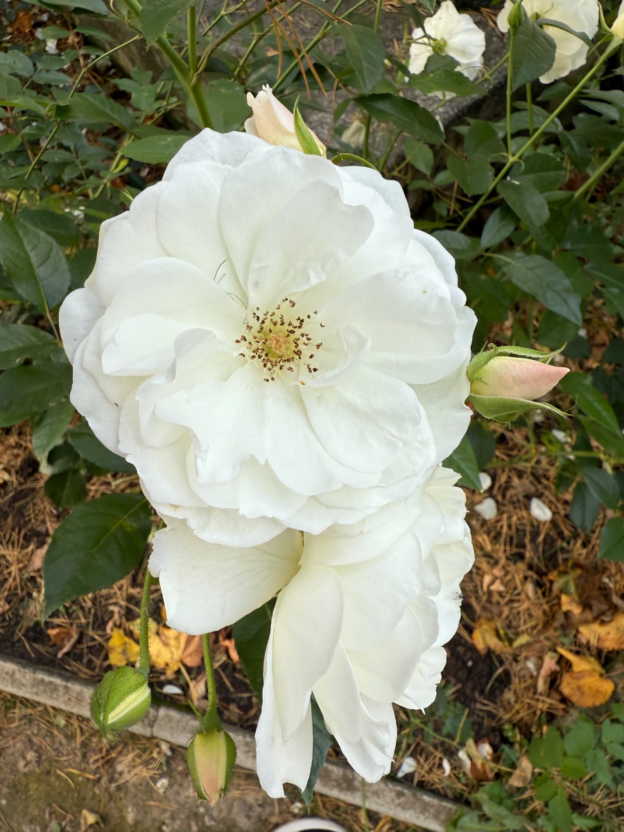 IMG_1704.jpeg