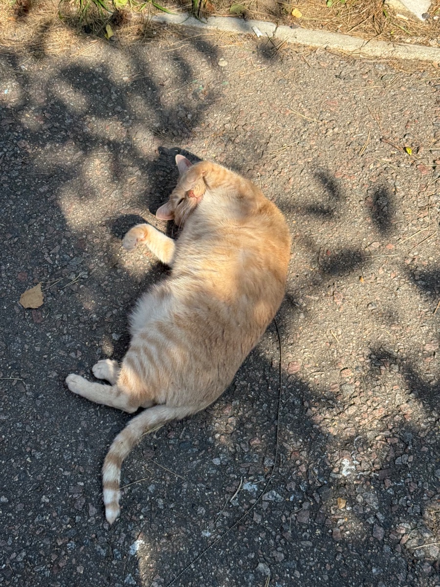 IMG_1708.jpeg