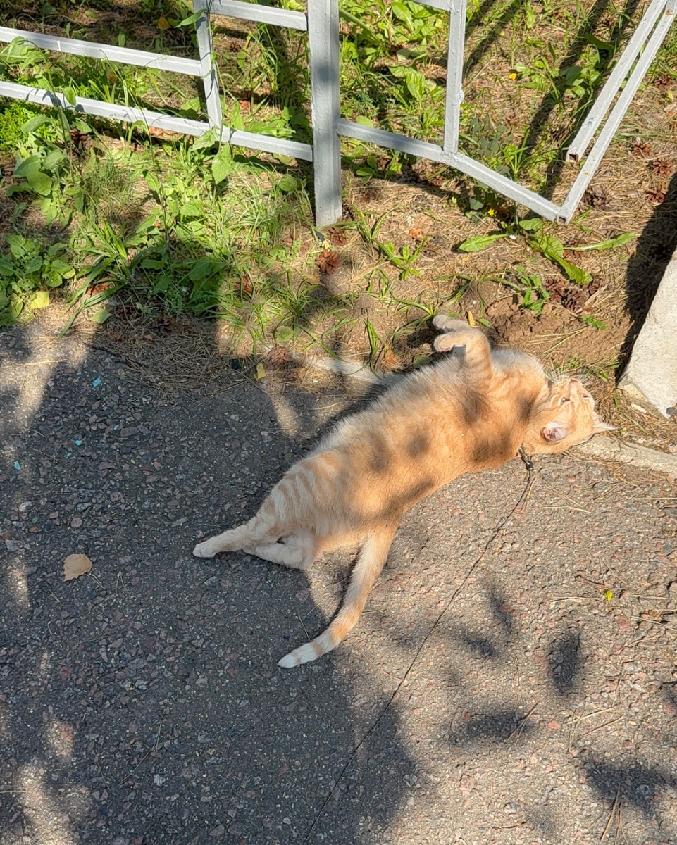 IMG_1711.jpeg