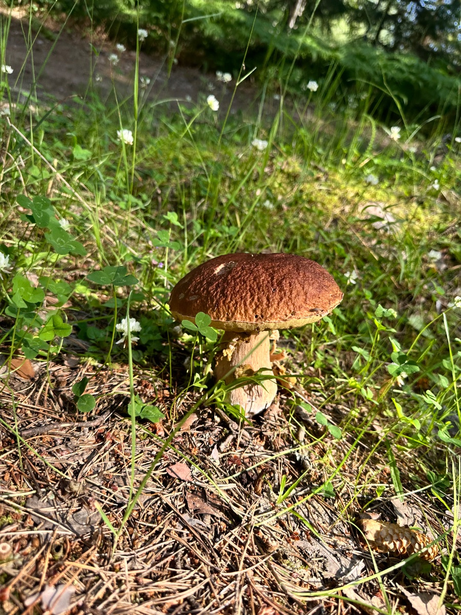 IMG_1875.jpeg