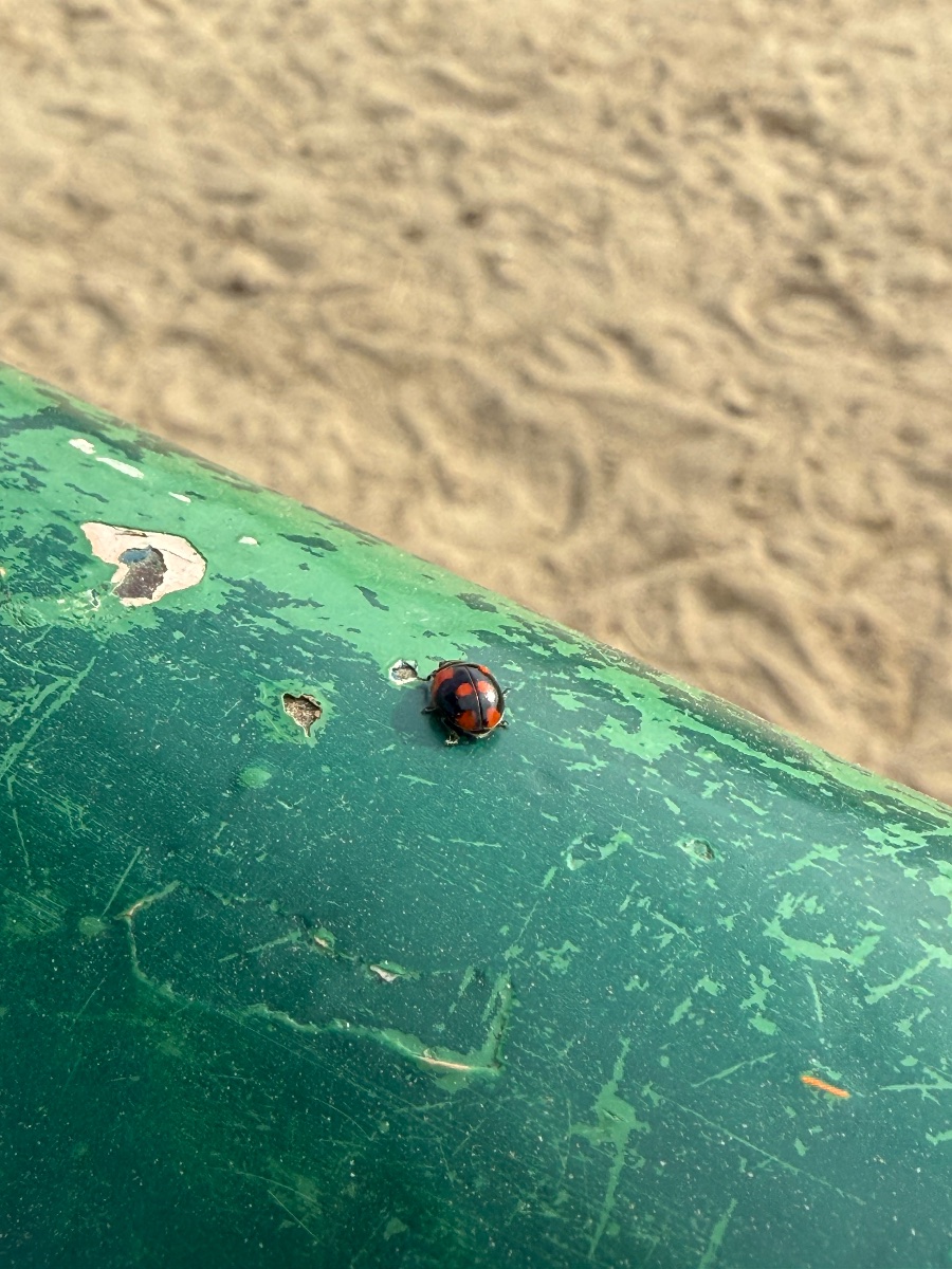 IMG_1939.jpeg
