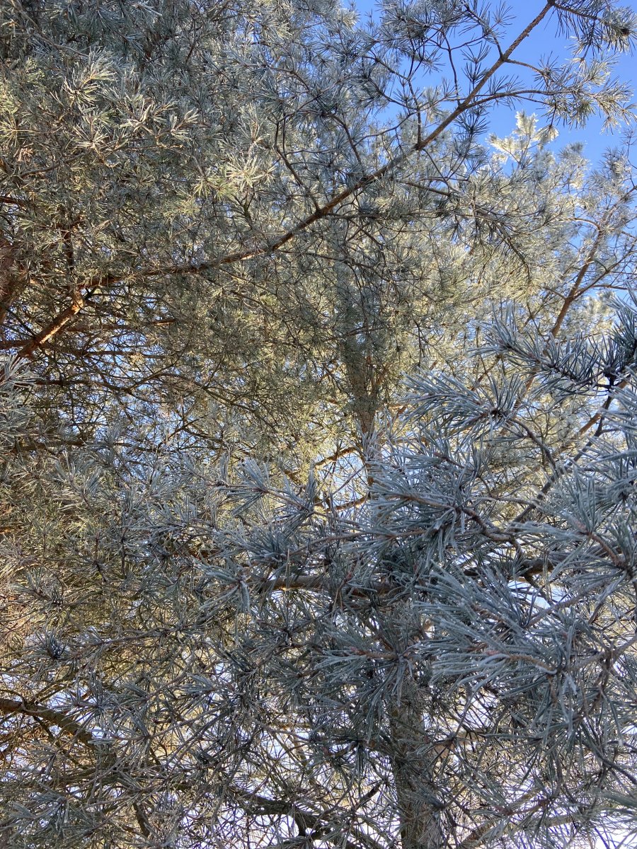 IMG_1992.jpeg