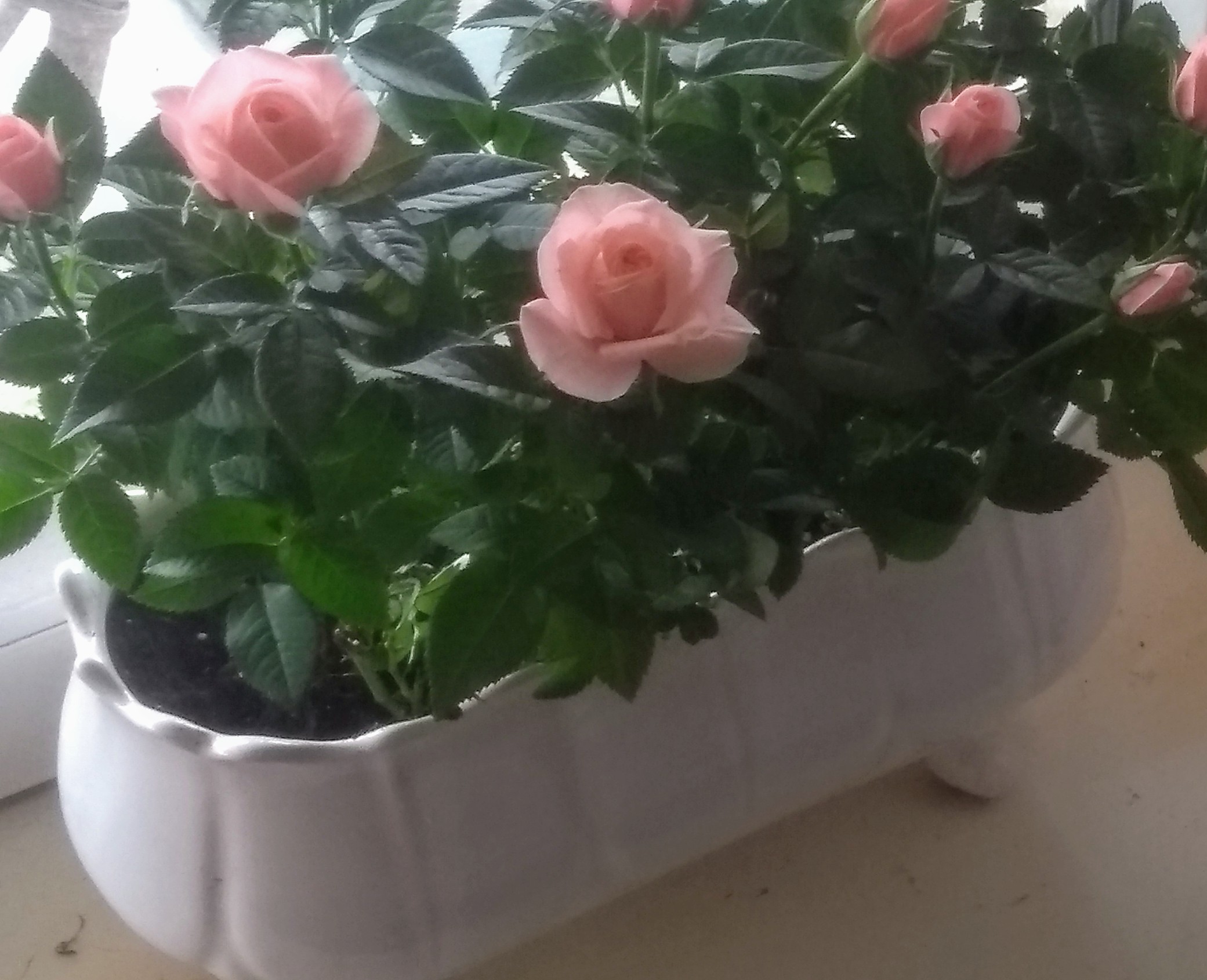 IMG_20190406_092547981.jpg