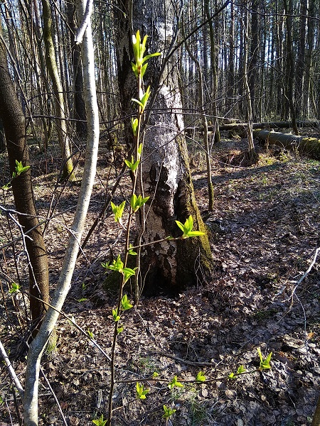 IMG_20190421_090957.jpg