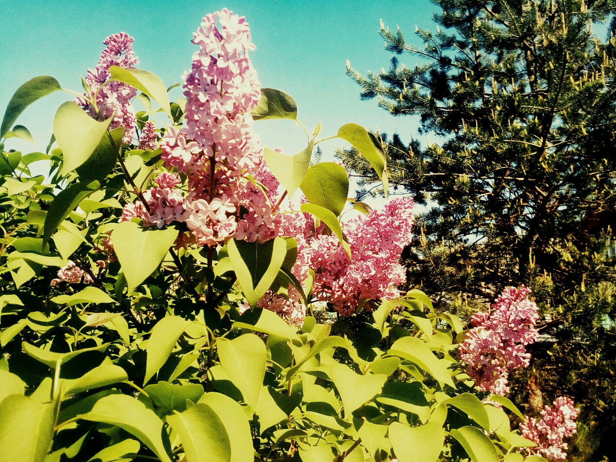 IMG_20190517_144630_231.jpg