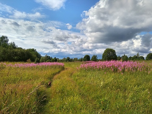 IMG_20190712_162355_HDR.jpg-45.jpg
