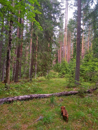 IMG_20190713_113218_HDR.jpg-50.jpg