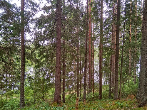 IMG_20190713_113232_HDR.jpg-58.jpg
