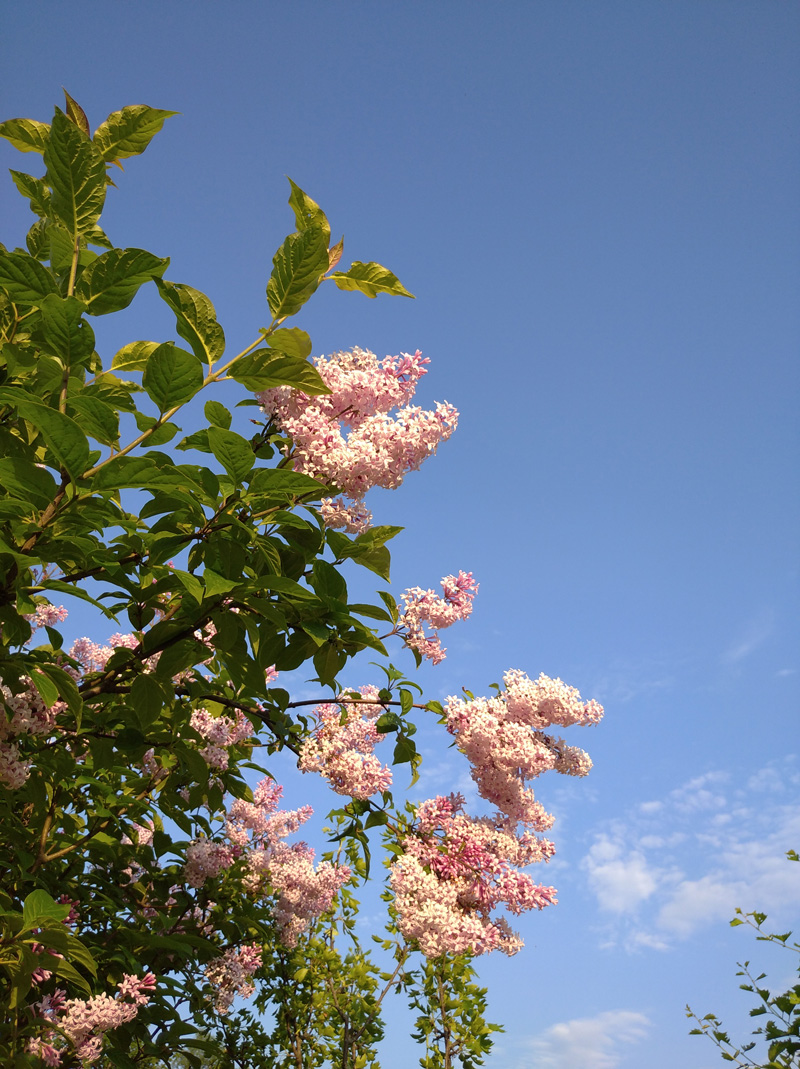 IMG_20200616_190624_1.jpg