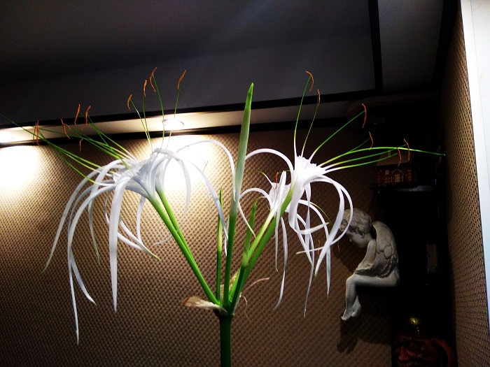 IMG_20200625_181709.jpg