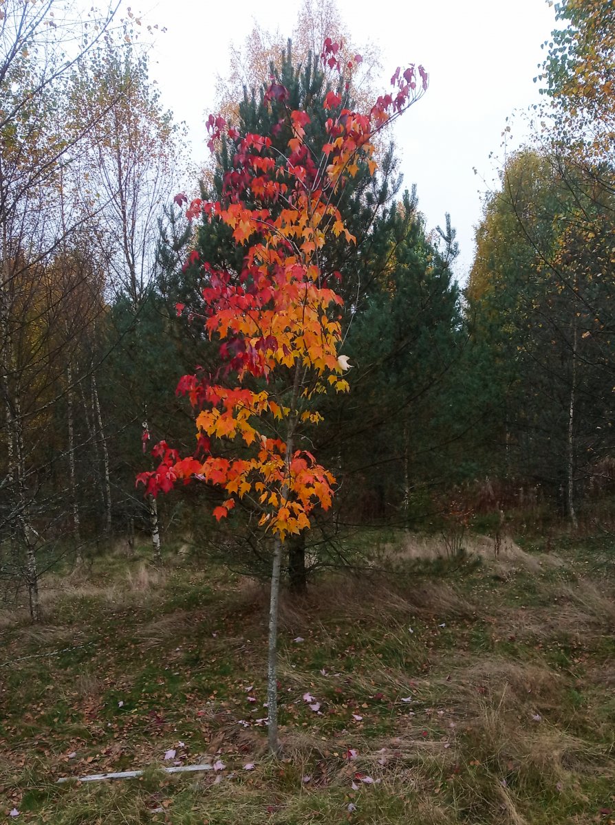 IMG_20210929_114958.jpg