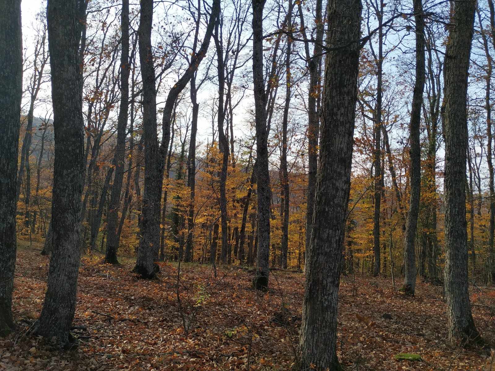 IMG_20211023_154550.jpg