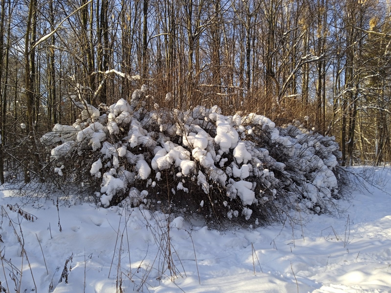 IMG_20220107_130751_1.jpg
