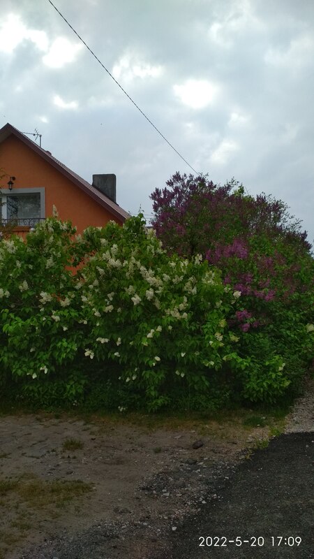 IMG_20220520_170916.jpg