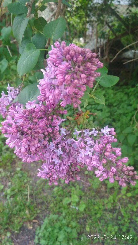 IMG_20220524_174210.jpg
